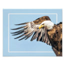 Search for eagle feathers posters Wildlife