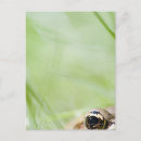 Search for selective focus postcards Animals in the wild