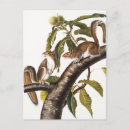 Search for grey squirrel postcards Wildlife