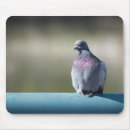 Search for pigeon mouse mats Wildlife
