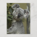 Search for koala bear postcards Travel