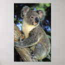 Search for eucalyptus tree posters Animal