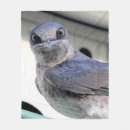Search for down feather Wildlife