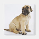 Search for studio magnets Animals