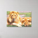 Search for african lion canvas prints Couple