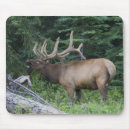 Search for bugle mouse mats Wildlife