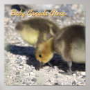 Search for canada geese paintings art Birds