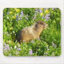 Search for marmots mouse mats Hoary marmot