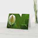 Search for peace flower cards Nature