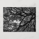 Search for silhouetted postcards Tree