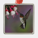 Search for kentucky christmas tree decorations Adam jones