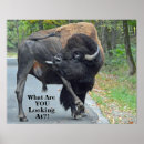 Search for bison art Bull