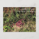 Search for cranberries postcards Harvest