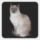 Search for siamese cat stickers Pets