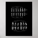 Search for teeth anatomy posters Medical