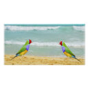 Search for sky surfing posters Tropical