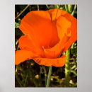 Search for california poppy art Vibrant