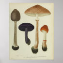 Search for purple mushrooms posters Vintage