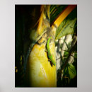 Search for geckos posters Nature