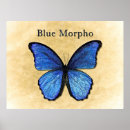 Search for blue morpho butterfly posters Illustration