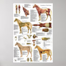 Search for horse posters Equine