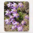 Search for crocus mouse mats Photography