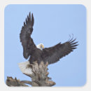Search for haliaeetus stickers Eagle