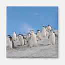 Search for antarctica magnets Polar