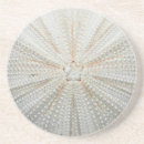 Search for urchin coasters Sand