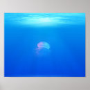 Search for jellyfish posters Animals
