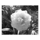 Search for daffodil posters Beautiful