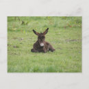 Search for comfortably postcards Nature