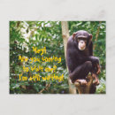 Search for chimp postcards Primates