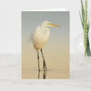 Search for great egret cards Egrets