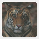 Search for tiger close up stickers Animals in the wild