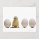 Search for chick 1 postcards Nature