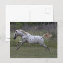 Search for spotty postcards Bob langrish