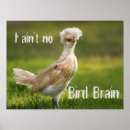 Search for funny chicken posters Bird