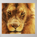 Search for african lion posters Big