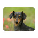 Search for short haired miniature dachshund magnets Headshot
