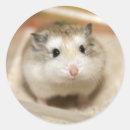 Search for pet hamsters stickers Animal