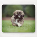 Search for shih tzu dog mouse mats Puppy