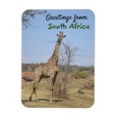 Search for wildebeests magnets Africa