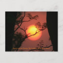 Search for sun orange postcards Trees