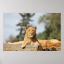Search for female lion posters Lioness