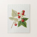 Search for rubus Raspberry