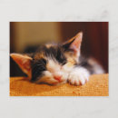 Search for sleeping kitty postcards Kitten