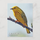 Search for warbler vertical postcards Wildlife