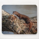 Search for study mouse mats Wildlife