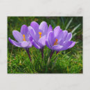 Search for purple crocus postcards Flower